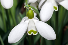 Galanthus S. Arnott 